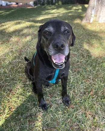 Black dog on grass