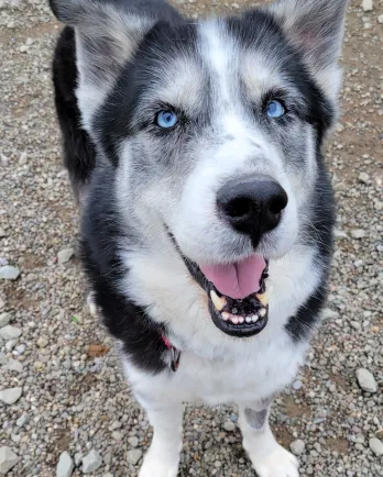 Husky facing the camera