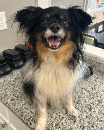 Black and whit dog sitting on counter