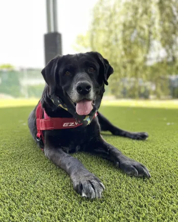 black dog with red harness