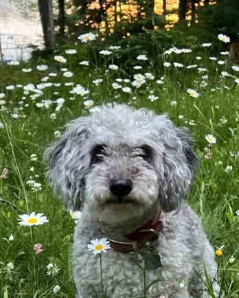 grey dog in flowers