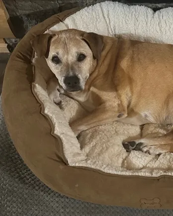 brown dog laying in bed