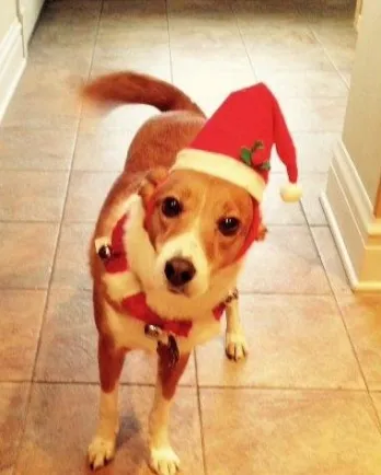 dog with Santa hat