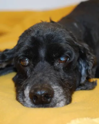 Dylan resting on his bed