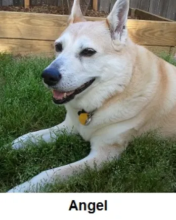 Angel
