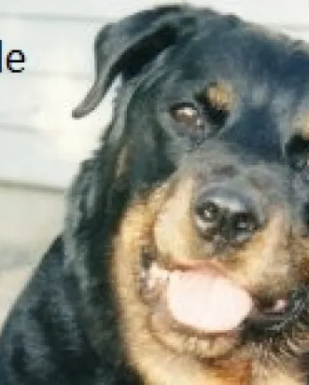 Belle
