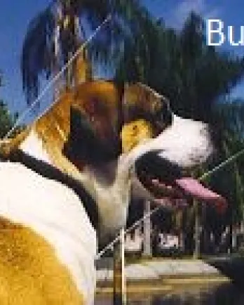 Bubba