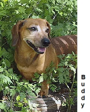 Buddy