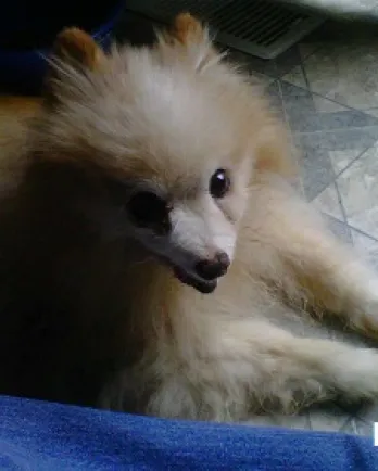 Buffy