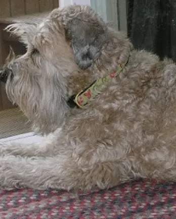 Ceili