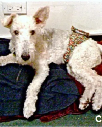 Chester