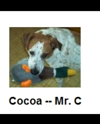 Cocoa