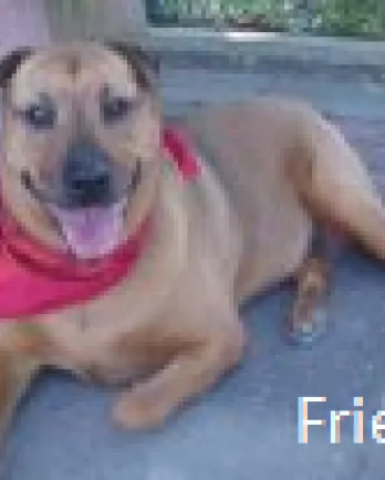 Frieda