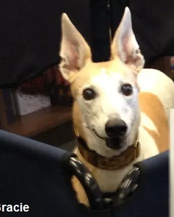 Gracie