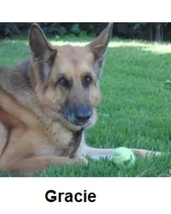 Gracie