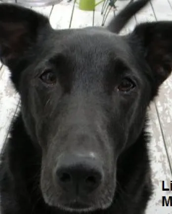 Lilly