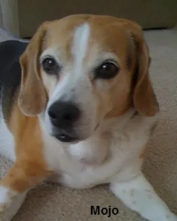 Mojo