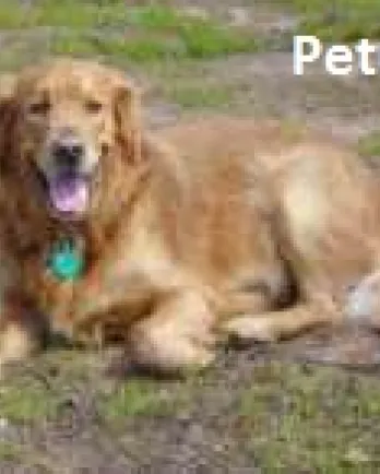 Petey