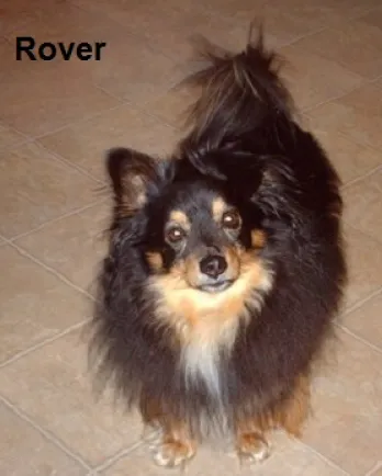 Rover