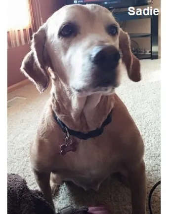 Sadie
