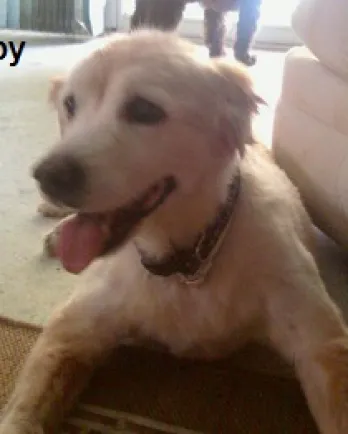 Scrappy