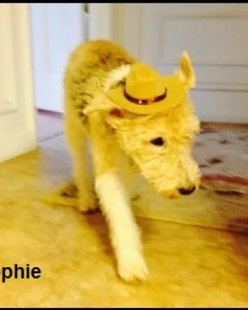 Sophie