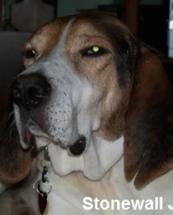 Stonewall Jackson