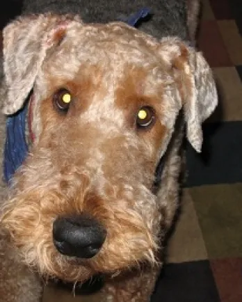 Willie