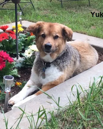 Yukon