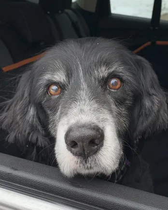 black and grey spaniel