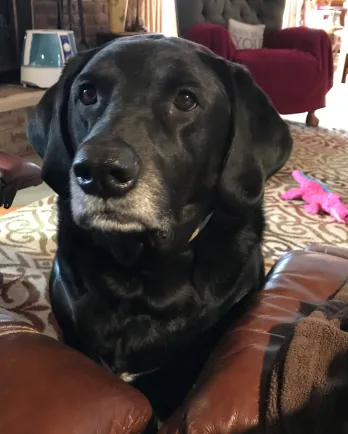 black dog with grey muzzle
