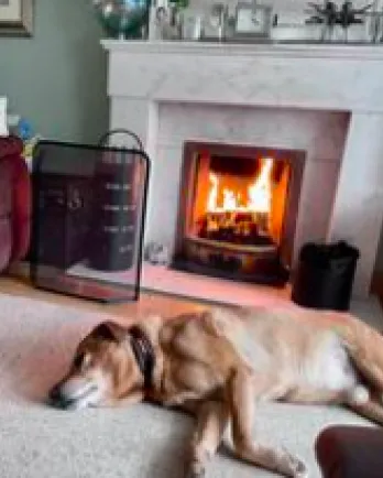 dog in front of a fire