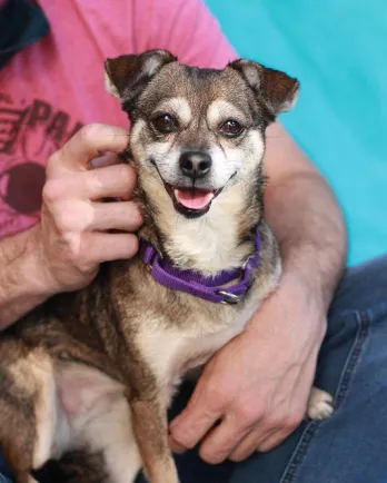 smiling small brown dog