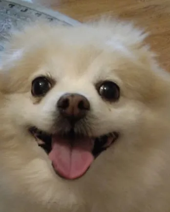 Small dog sitting on a patterned rug with her mouth open and tongue out.