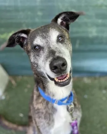 smiling black and white dog