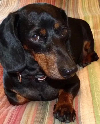 Black and tan Dachshund Duchess