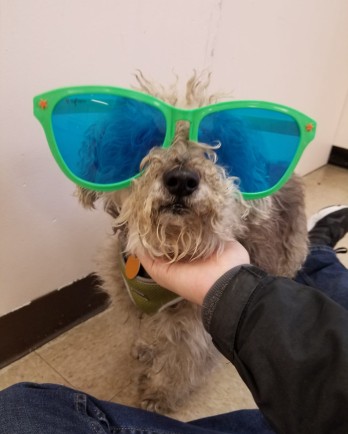 Small gray dog with green sunglasses on