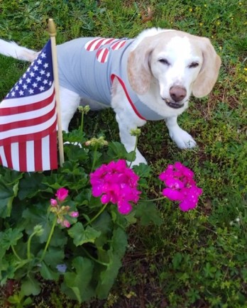 Blond beagle Happy by flag