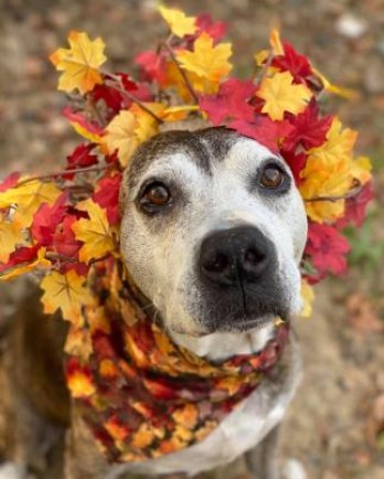 grey muzzled dog with crown made of leaves