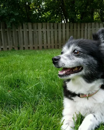 Small black and white dog laying the grass of a fenced area.