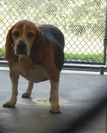 Chance standing in a kennel