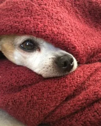 Small dog in blanket