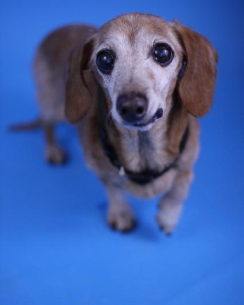 Small daschund standing in front of a blue background