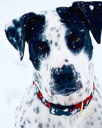 Dog in snow