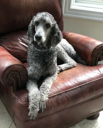 Carolina poodle best sale rescue petfinder