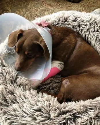 Brown dog with cone