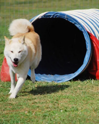 Dog Running Through Tunnel