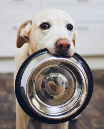 Dog holding bowl
