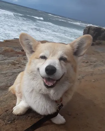 Goober on beach