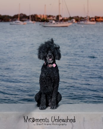 Black standard poodle sitting on a low wall in front of water with ships in background.